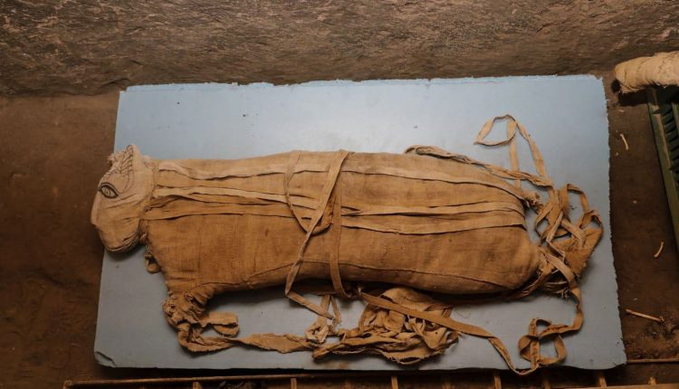 muy-raras-momias-de-leones-descubiertas-en-egipto.jpg