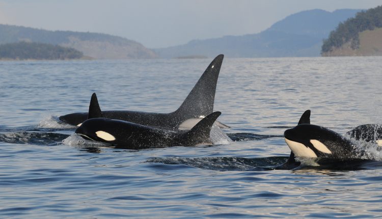 por-que-las-abuelas-de-las-orcas-viven-tanto-es-para-sus-nietos.jpg