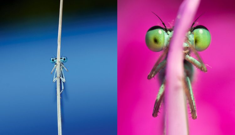 el-mundo-oculto-de-los-lindos-caballitos-del-diablo-encanto-a-este-fotografo.jpg