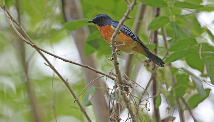 10-nuevas-aves-descubiertas-en-el-mundo-perdido.jpg