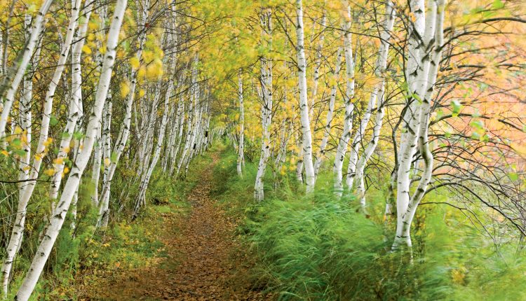 un-esceptico-intenta-banarse-en-el-bosque.jpg