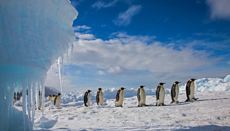 los-pinguinos-no-viven-en-el-polo-sur-y-mas-mitos-polares-desacreditados.jpg