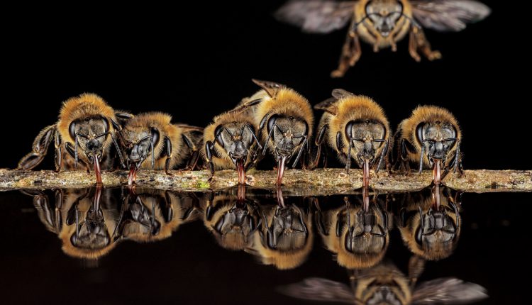 las-fotos-del-interior-de-un-arbol-revelan-la-vida-intima-de-las-abejas-silvestres.jpg
