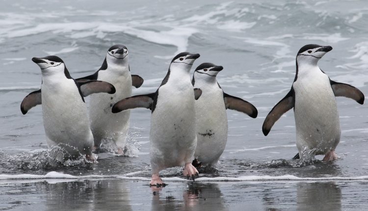 el-numero-de-pinguinos-de-barbijo-puede-haber-disminuido-en-mas-de-la-mitad-en-la-isla-antartica.jpg
