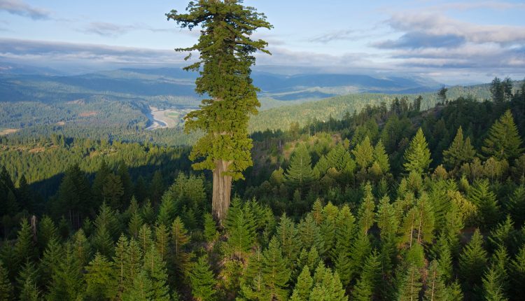 los-grandes-arboles-viejos-del-mundo-estan-muriendo-dejando-los-bosques-mas-jovenes-y-mas-cortos.jpg