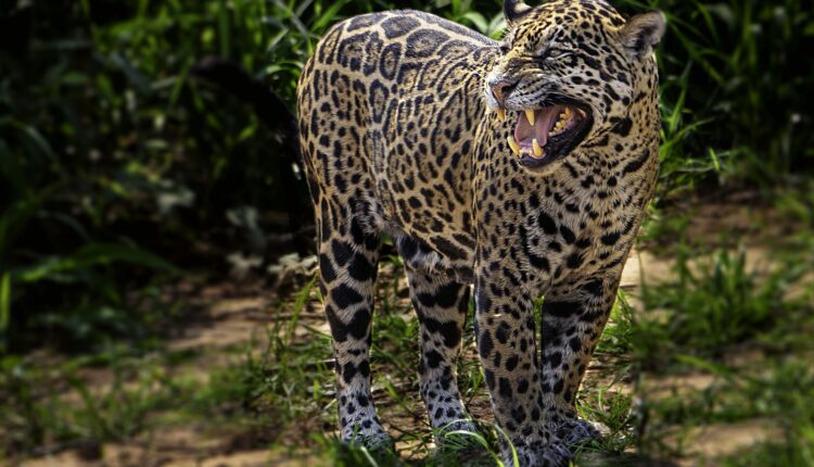 LA ONG EXIGE PROTECCIÓN DEL JAGUAR