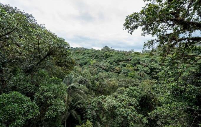 La disputa histórica del ‘oro verde’ y la minería