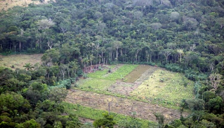 Colombia: Aprueban proyecto de ley que condena la deforestación con cárcel y hasta 50.000 SMLMV