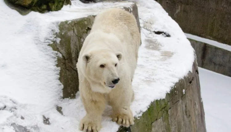 Mineros rusos adoptan a una osa polar huérfana