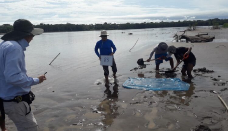 Científicos peruanos desarrollan tecnología para extracción sostenible de oro en la selva