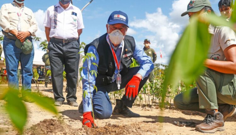 Madre de Dios: Gobierno y sociedad civil logran recuperar áreas dañadas por minería ilegal