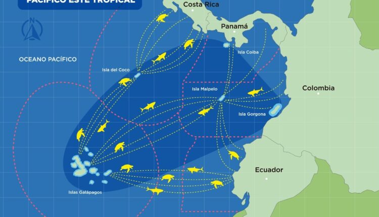 Ecuador, Costa Rica, Panamá y Colombia reciben ayuda técnica para conservar Corredor Marino del Pacífico Este Tropical