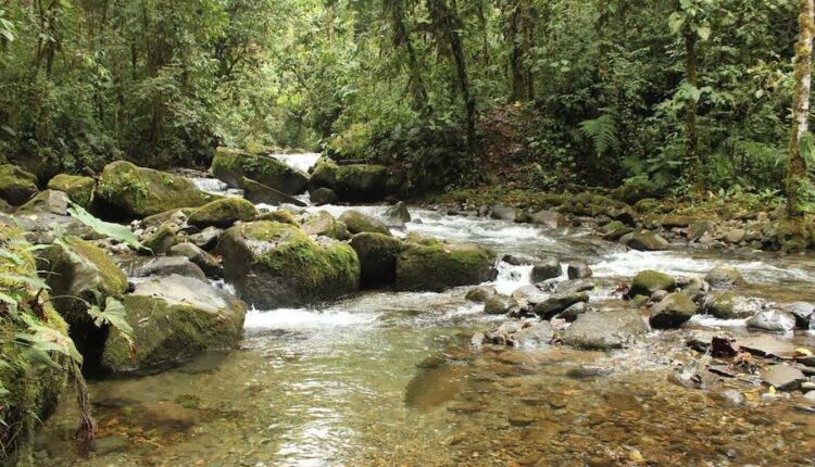 Corte Constitucional falla a favor de Bosque Protector