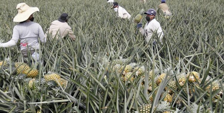 Colombia: minería y agro impulsan un 26,6% el Índice de Precios al Productor durante 2021