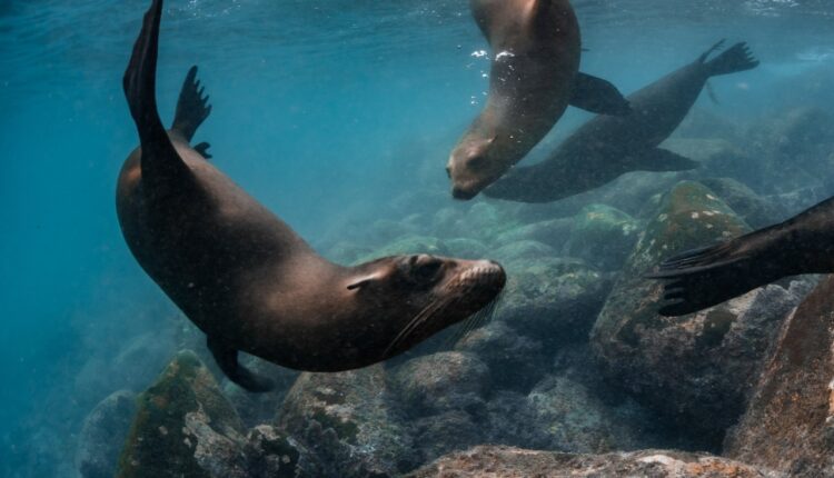 Reserva marina ‘Hermandad’ brindará protección a decenas de especies en 60 000 kilómetros cuadrados