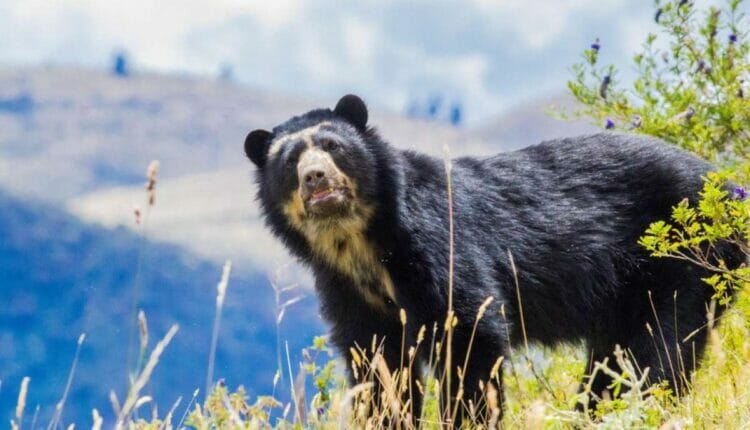 Dos osos de anteojos fue captado vía a Papallacta