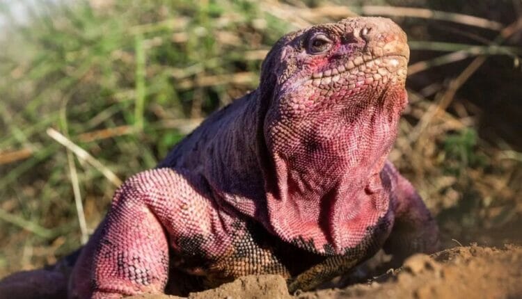 Ambientalistas denuncian inacción del MAATE para proteger iguanas rosadas de Galápagos