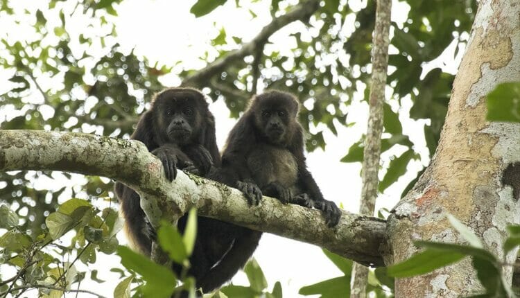 Activista pide salvar al Bosque Seco Tropical Guayas