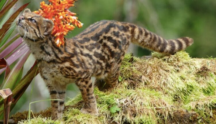 Tigrillo: el pequeño gato silvestre que peligra por el Arco Minero en Venezuela