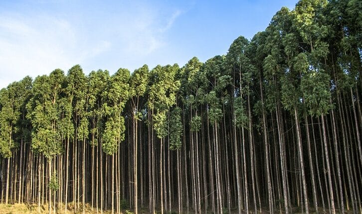 Descubren Reserva de Oro en Árboles Inusuales: Los Eucaliptos Revelan un Secreto Geológico