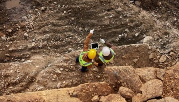 Eucaliptos y oro: el descubrimiento científico que conecta árboles con la minería