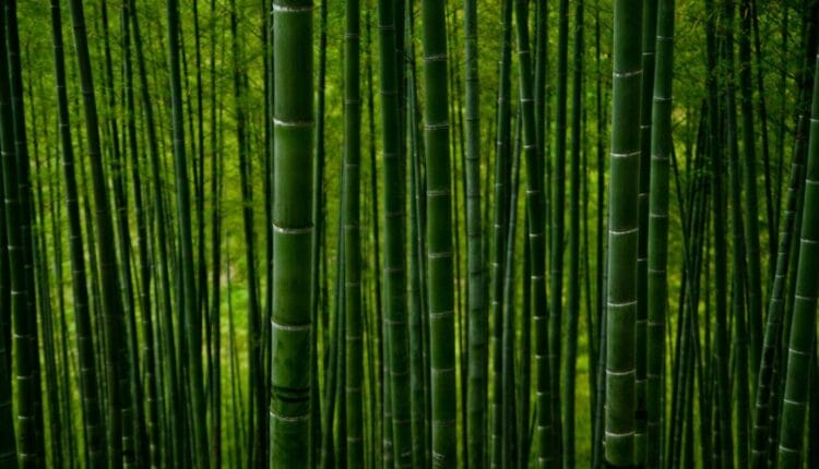 Científicos chinos transforman bambú en bioplástico que se disuelve en semanas