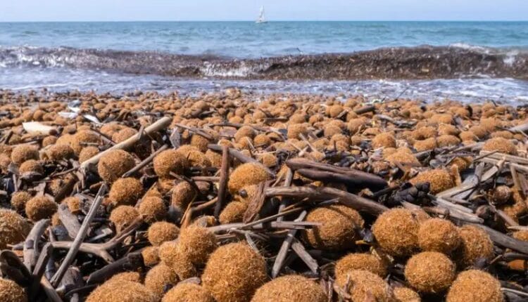 Contaminación marina. La peste no se detiene