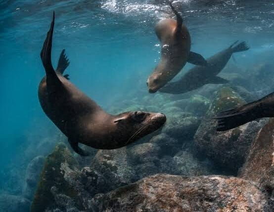 Alianza inédita busca proteger la Reserva Marina Hermandad en Ecuador
