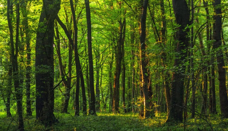 Bosques: el capital natural que sostiene economías y comunidades